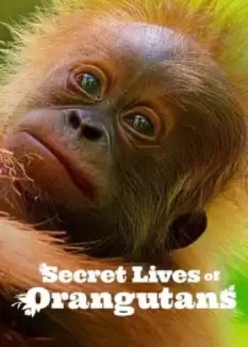 Orangutanların Gizli Yaşamı